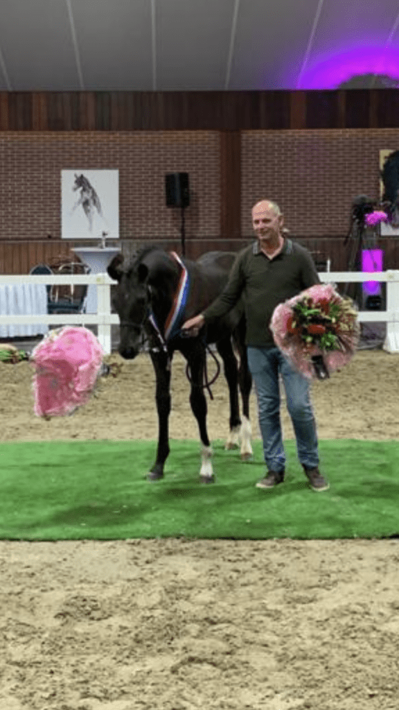 Toto jr. zoon Parero Topper Veulenveiling Midden-Nederland