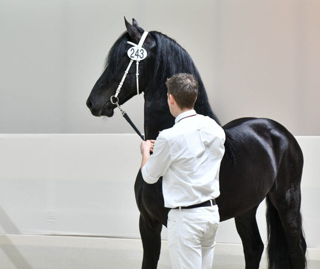 100% score in de 1e bezichtiging KFPS Hengstenkeuring