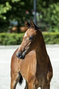 Saphira Grandia