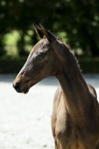 Seniz Texel
