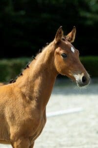 Talisker O