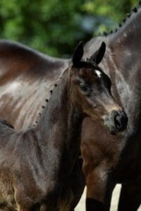 The Romanticus WS
