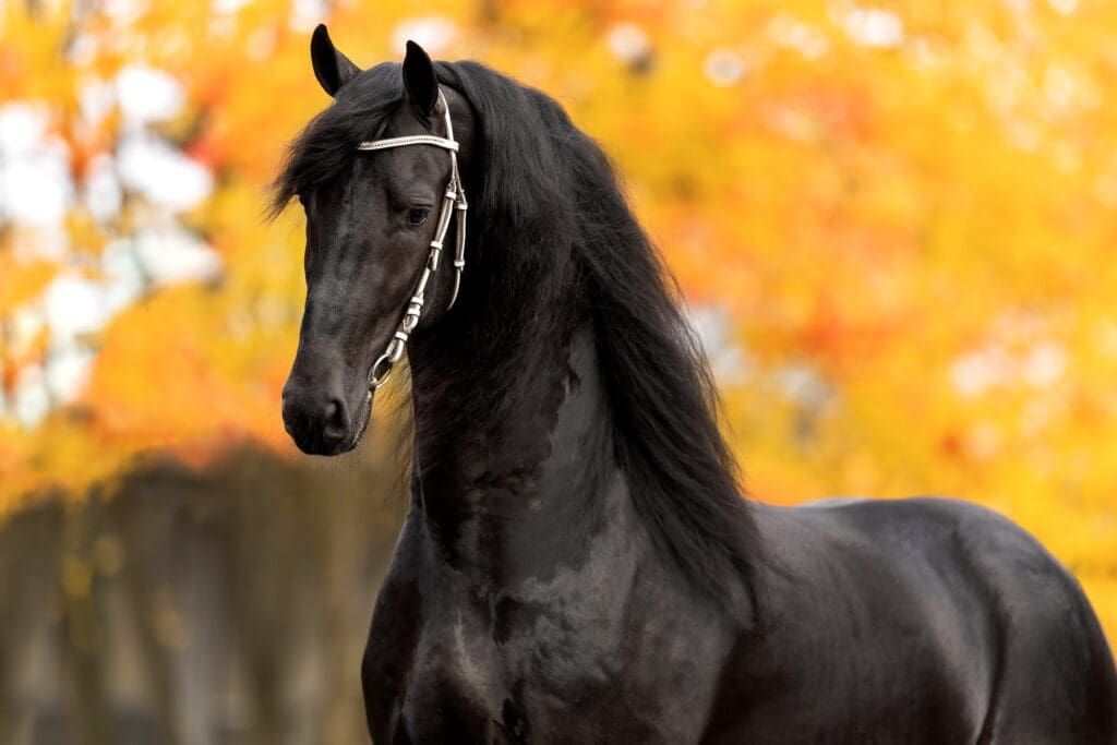 Kees 531 AAA schittert in Leeuwarden