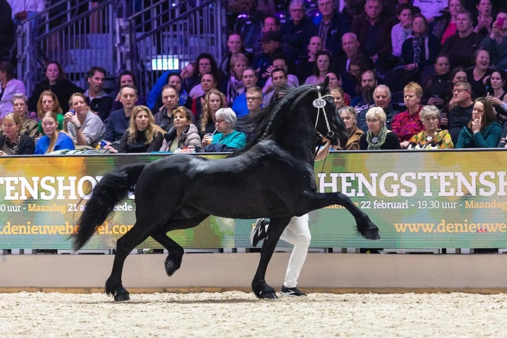 Dutch Top Foals richting WK Jonge Dressuurpaarden Verden!