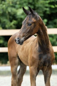 Wrangler KH