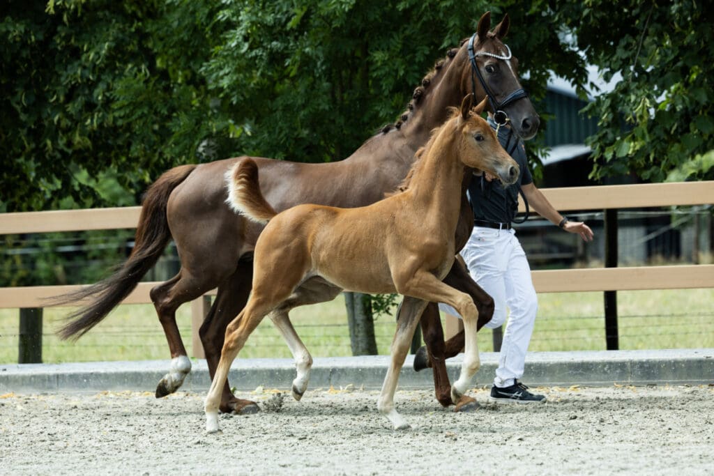 Wishfull Bria Beauvande