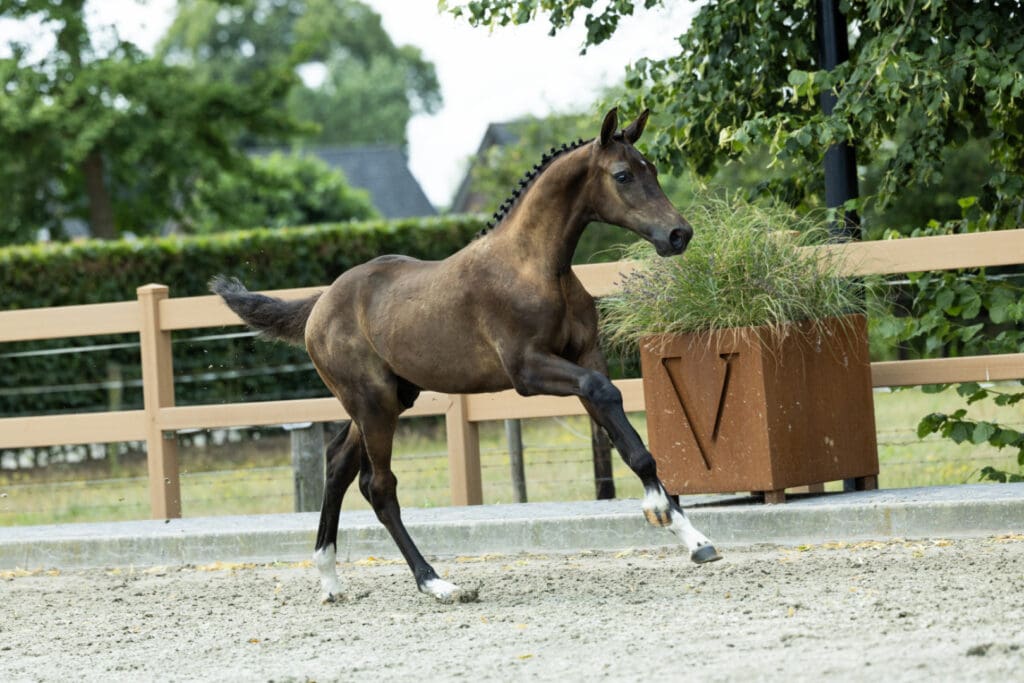 Walnoot VBT
