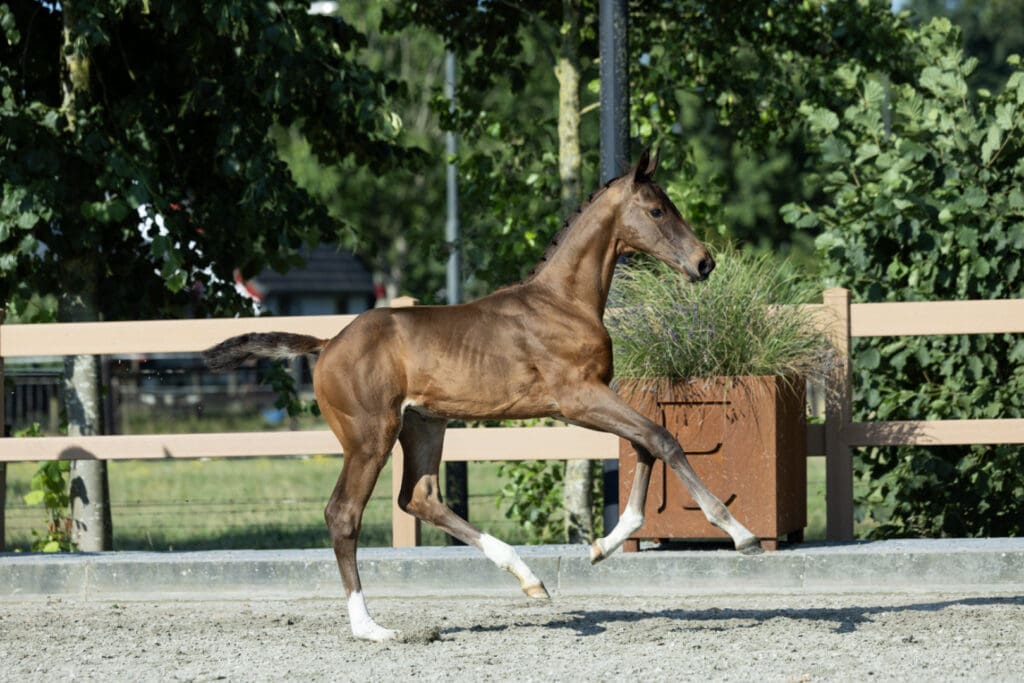 Wonderboy