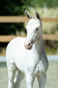 White Perty SD
