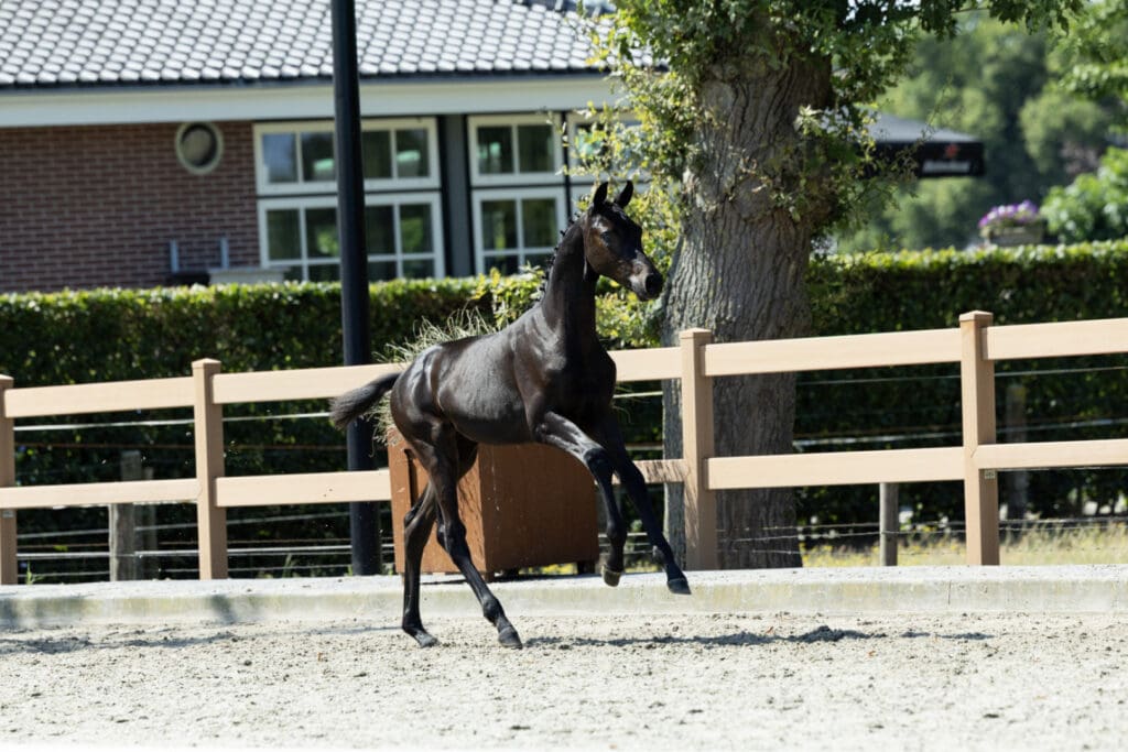 Wonder Lady J.D.