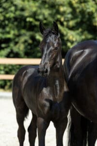 Hessel
