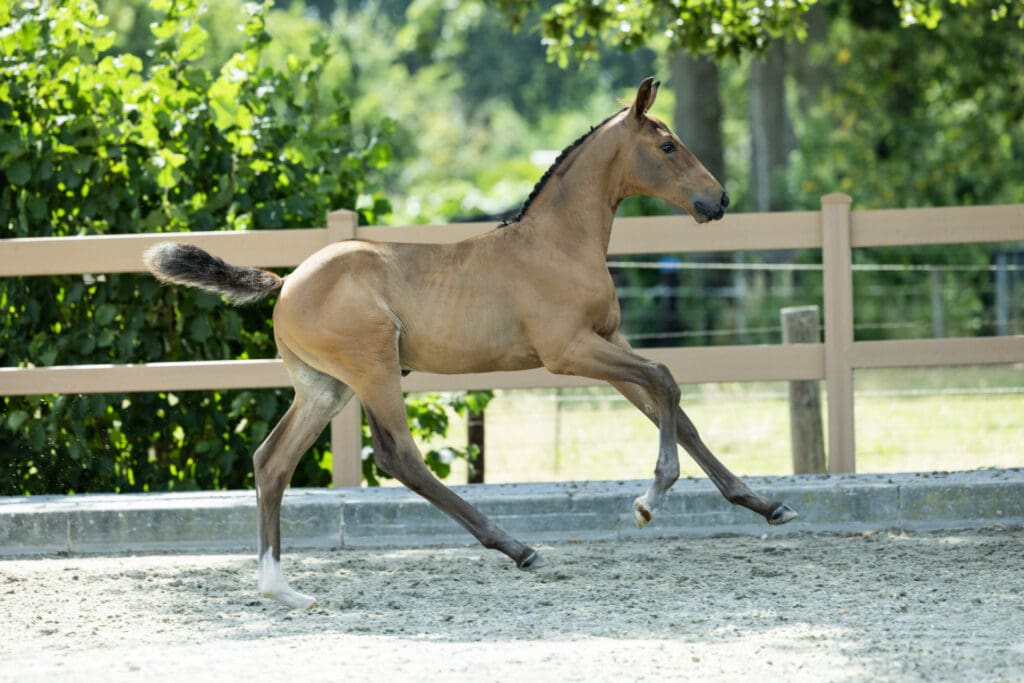 Chardon Z