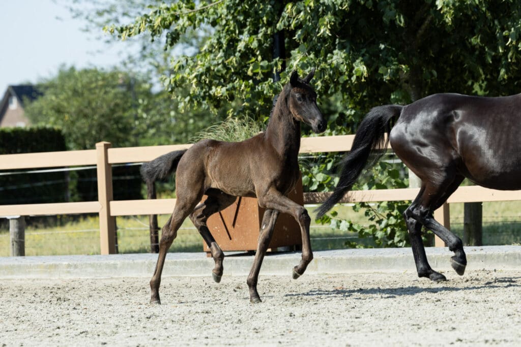 Wytschke